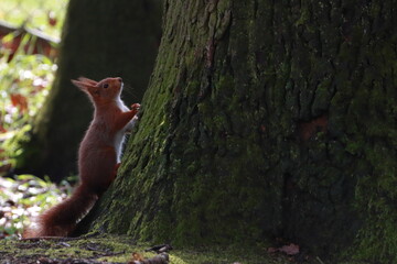kleines Eichhörnchen © marnag