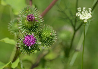 flower of a thistle