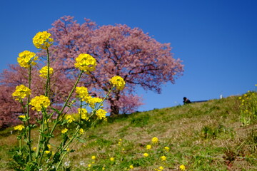菜の花と桜