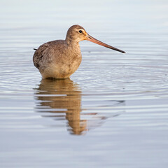 Hudsonian Godwit