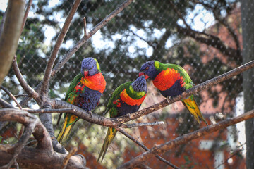 Three brothers Coconut lorikeet sitting on a branch and two of them are fighting over a piece of food. A beautifully colored species of parrot Trichoglossus haematodus