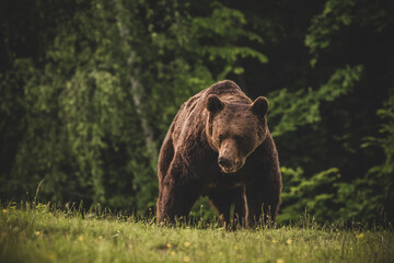 Shot of a brown bear in the Carpathian mountains