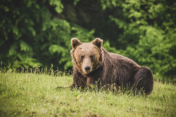 Obraz na płótnie Canvas Shot of a brown bear in the Carpathian mountains