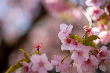 満開の河津桜