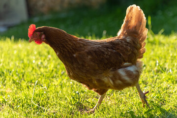 Free range chicken hen outside