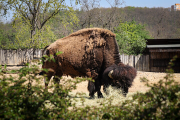 black and brown huge and heavy American bison eats a piece of straw in an arid wasteland. Bison bison disguises his fur. Sunny weather in the national reserve