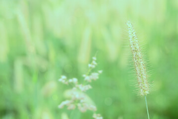 Soft and warm early morning  light on grass flower in fresh air of spring time. A cool toned image for a warm welcome of spring and summer. Calm and peaceful environmental earth concept.