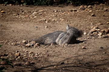 Very endangered Chacoan peccary rests on the heated sand and dreams of food. The gray Catagonus wagneri with a large snout lies on the arid land