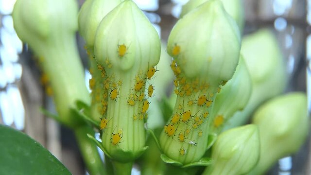 Aphids on flowering plant