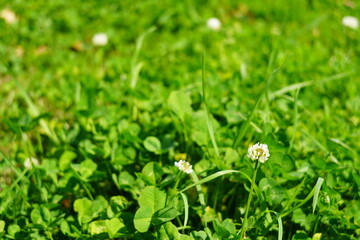 grass in the garden 1