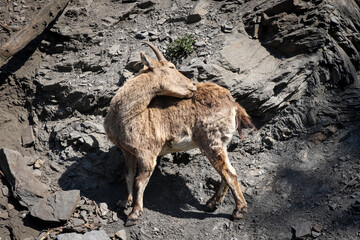 Alpine mountain sniff and climber Alpine ibex scratches and washes dirty hair at the same time. Four-legged professional rock climber - Capra ibex
