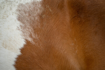 Dark brown and white horse's skin for background.