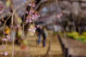 枝垂れ桜のアップ
