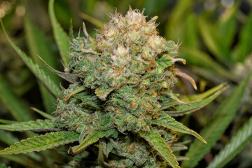 Detail of a White Widow Cannabis plant