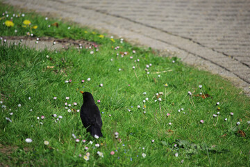 Songbirds frolicking in the wild
