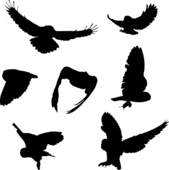 British Owls in Flight Silhouettes