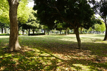 Naklejka premium park in spring 3