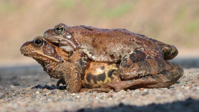 Pairing toads closely. Reproduction of animals in the natural environment.
