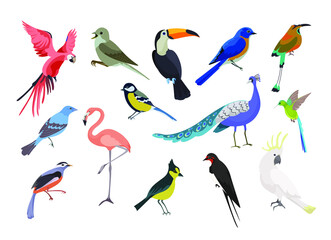 A collection of colorful birds .Seasonal and tropical birds. Vector illustration on a white background.Beautiful realistic birds. Exotic birds. Drawings for design and magazines.