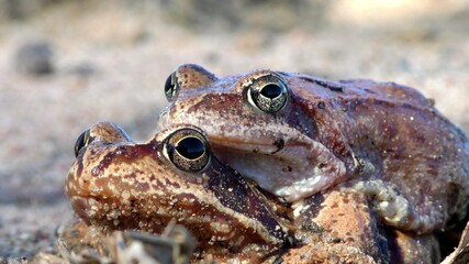 Pairing toads closely. Reproduction of animals in the natural environment.