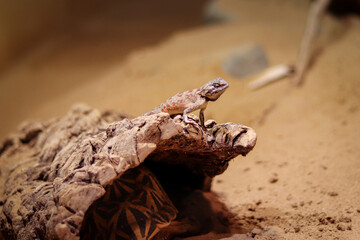 Rapelus sanguinolentus stands on a rock and looks down at its species. Hermit. back is gray-brown...