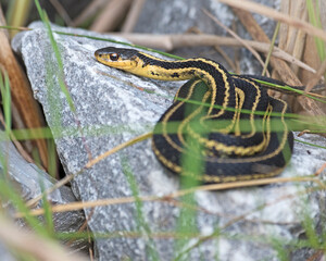 Gartersnake