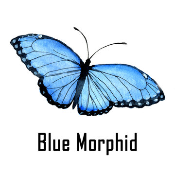Blue morphid hand drawn watercolor clip art
