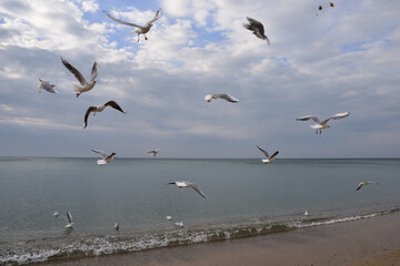 Fototapeta na wymiar Seagulls soared high into the sky, catching food