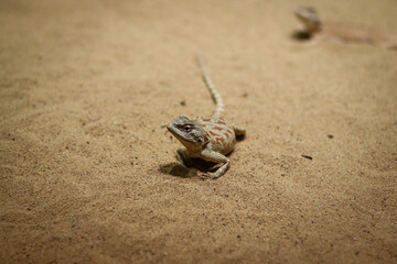rapelus sanguinolentus stands motionless on the sandy ground, looking back curiously, wondering what he will do next. The color on the back is gray-brown and flattened body