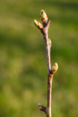 Zweig mit Knospen