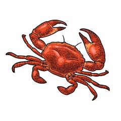 Crab isolated on white. Vector black vintage engraving