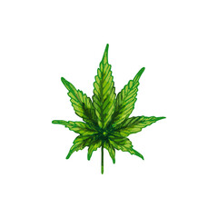 Male hand holding marijuana leaf. Engraving vintage color vector illustration.