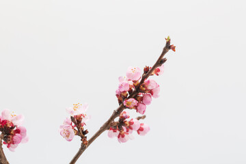 Fototapeta na wymiar Colorful vase and flower arrangement apricot flowers on white background