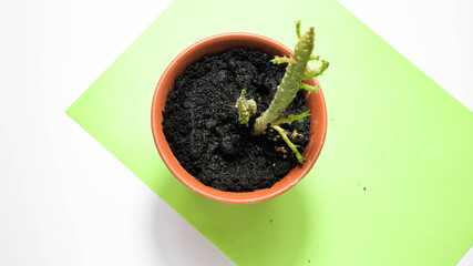 Cactus in a potted pot with wet earth poured over it.