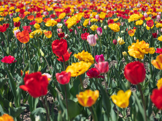 Fototapeta premium Tulips Upclose