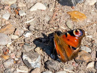 Schmetterling