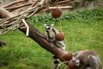 group of ring-tailed lemurs select the best and tastiest stalks of grass to eat. Lemur catta -...