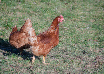 Ein Huhn auf einer Wiese 