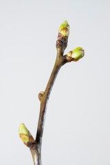 Zweig mit Knospen, Triebe