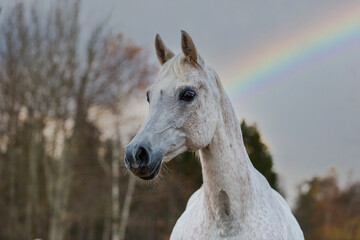 Grey horse portrait with rainbow background