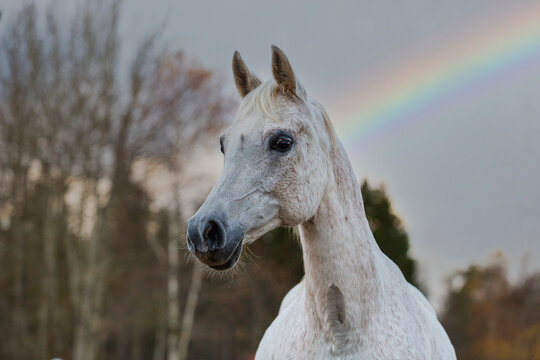 Grey horse portrait with rainbow background