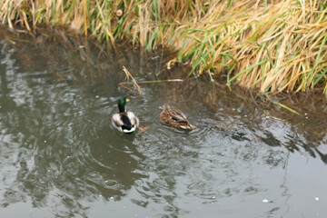 Mallards playing on the water in the river