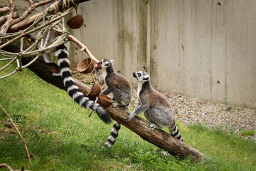 young Ring-tailed lemur sits attentively behind its mother, waiting to see if they need a good...