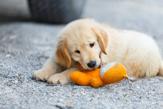 The golden retriever puppu playing a toy.