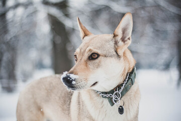Portrait of a czechslovakian wolfdog puppy with a snowy face
