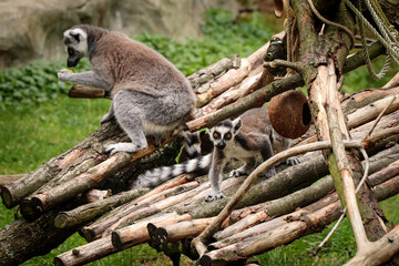 Mother with baby are eating a snack on wooden climbing frames in the park. Ring-tailed lemur family. Monkey with long, black and white ringed tail. Smart and fun Lemur catta