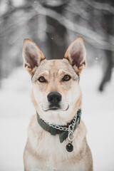 Portrait of a czechslovakian wolfdog puppy with a snowy face
