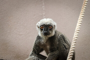 Tired and aggravated by the work White-headed lemur sadly looking into the camera. Eulemur albifrons sits on a branch and waits for some stimulus to move