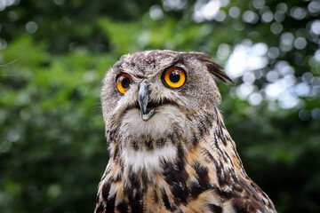 Wonderful portrait of a Eurasian eagle-owl with a serious expression with glowing eyes sitting on a branch and watching the rodent to catch. Queen of owls Bubo bubo