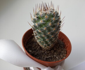 cactus in a pot